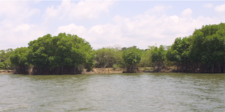 Photo-1 Mangrove on the Bank of Yan Oya River